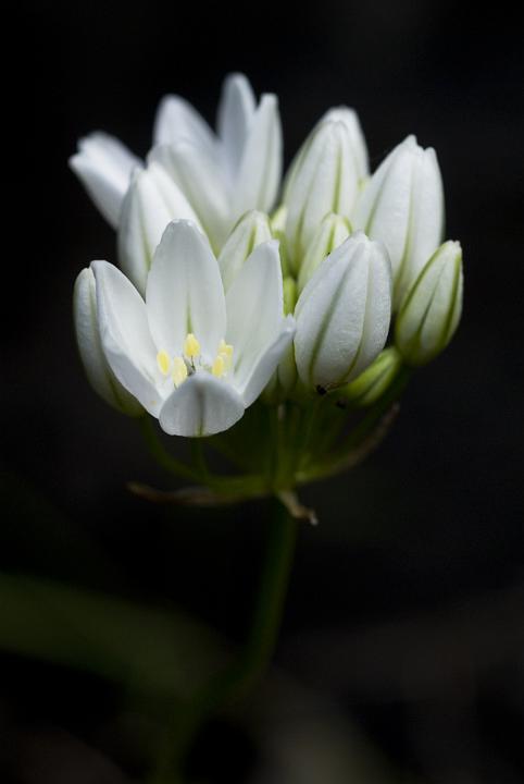 White Hyacinth, Tritelea hyachnthina.jpg